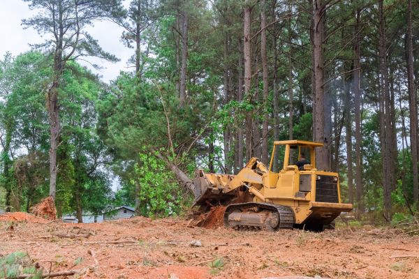 Trees Clearing in Newark