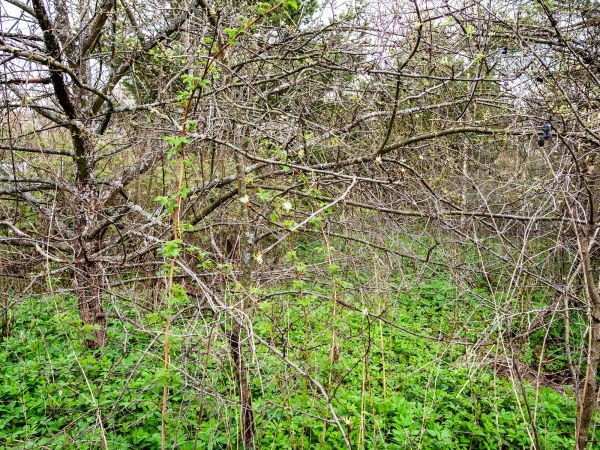 Underbrush Clearing in Newark
