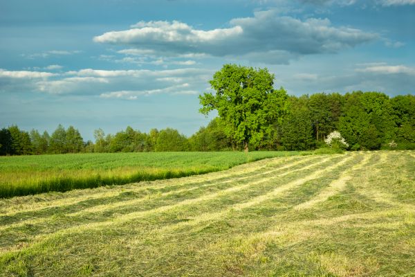 Cost of Vegetation Removal in Newark