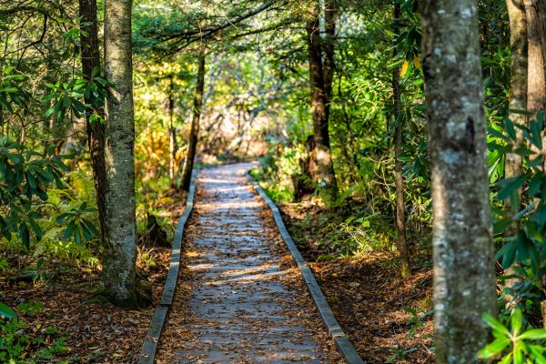 Cost of Trail Clearing in Newark